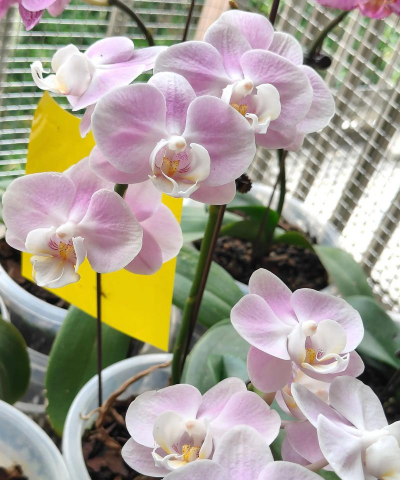 小众送妈妈的花有哪些花