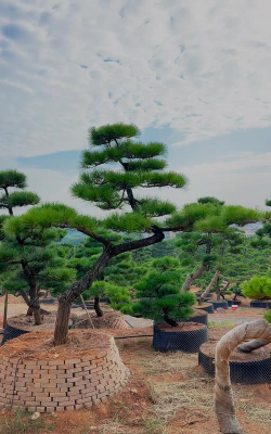 地景黑松如何造型