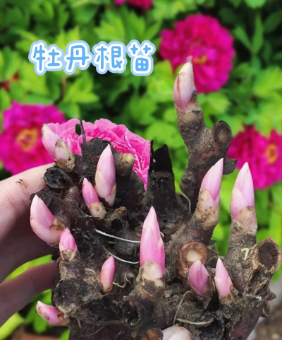 小众送妈妈的花有哪些花