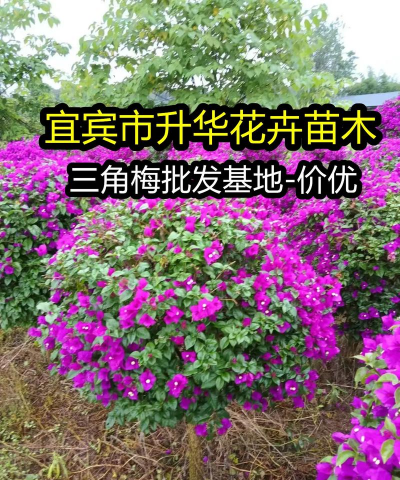 小众送妈妈的花有哪些花