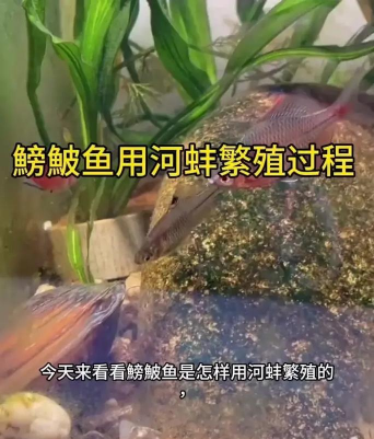 河蚌在家怎么养