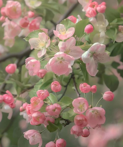 小众送妈妈的花有哪些花