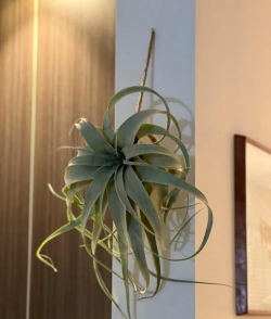 小众送妈妈的花有哪些花