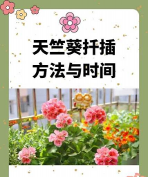 小众送妈妈的花有哪些花