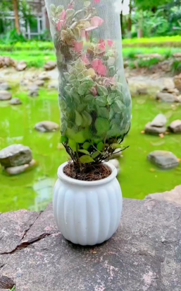 小众送妈妈的花有哪些花