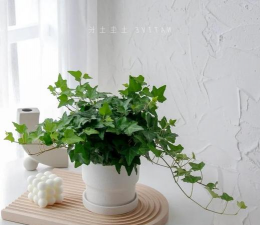 小众送妈妈的花有哪些花