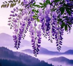 小众送妈妈的花有哪些花