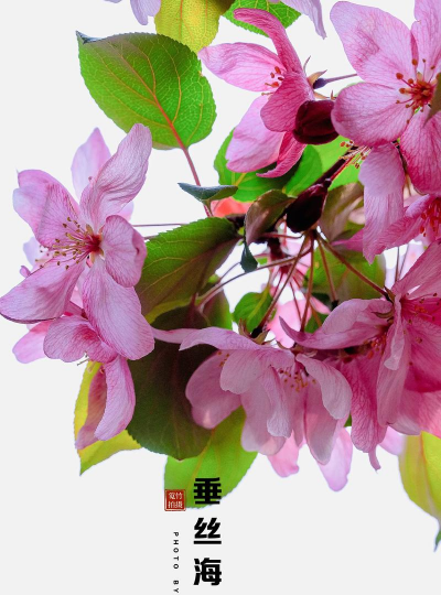 垂丝海棠什么时候开花