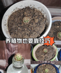 小众送妈妈的花有哪些花