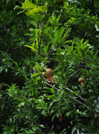 小众送妈妈的花有哪些花