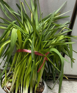 小众送妈妈的花有哪些花