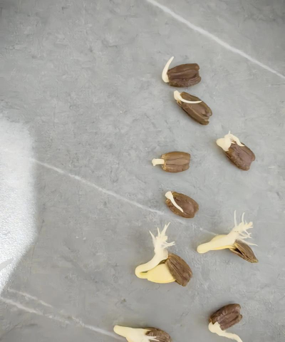 小众送妈妈的花有哪些花