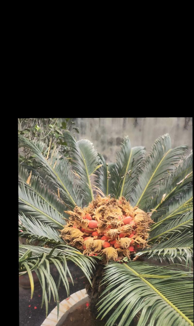 小众送妈妈的花有哪些花