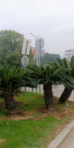 小众送妈妈的花有哪些花