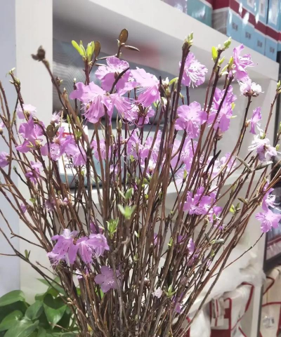 小众送妈妈的花有哪些花