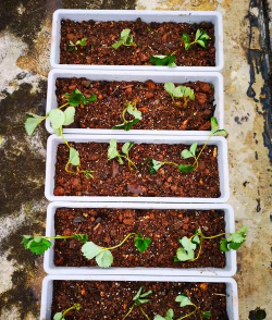 小众送妈妈的花有哪些花