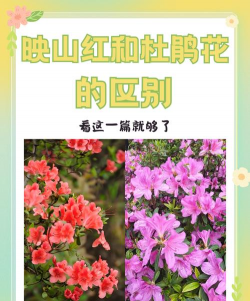 小众送妈妈的花有哪些花
