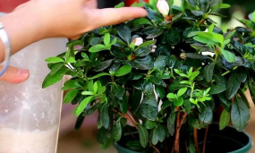 五宝杜鹃和普通杜鹃的区别