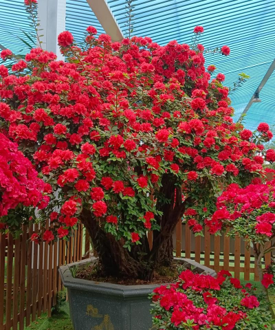 北方绿化花卉有什么花