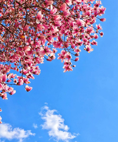 小众送妈妈的花有哪些花