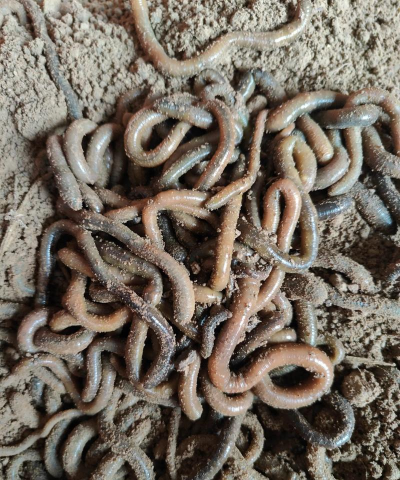 小众送妈妈的花有哪些花