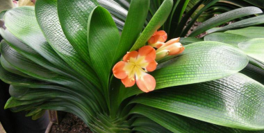 小众送妈妈的花有哪些花