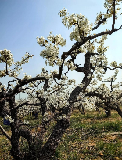 小众送妈妈的花有哪些花