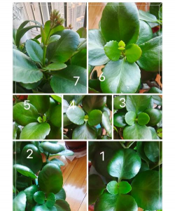 小众送妈妈的花有哪些花