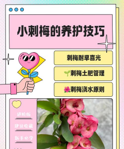 小众送妈妈的花有哪些花