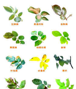 小众送妈妈的花有哪些花