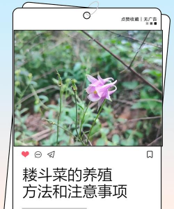 小众送妈妈的花有哪些花