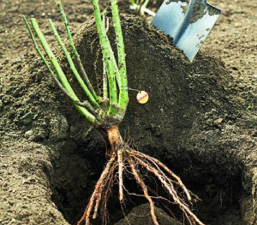 小众送妈妈的花有哪些花