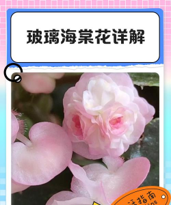 小众送妈妈的花有哪些花