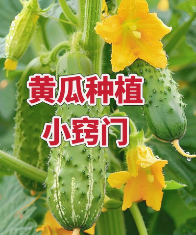 黄瓜高产诀窍