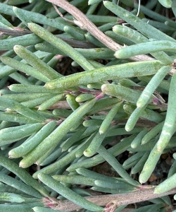 毛线吃的植物叫什么