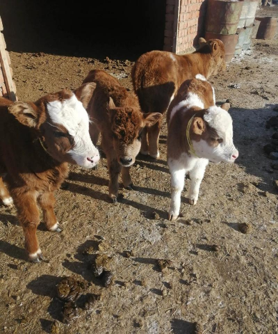 小众送妈妈的花有哪些花