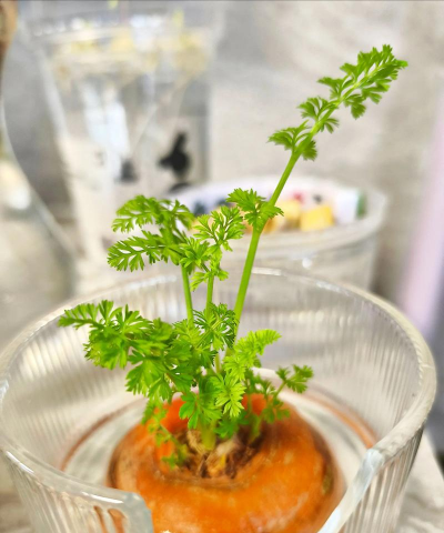 小众送妈妈的花有哪些花