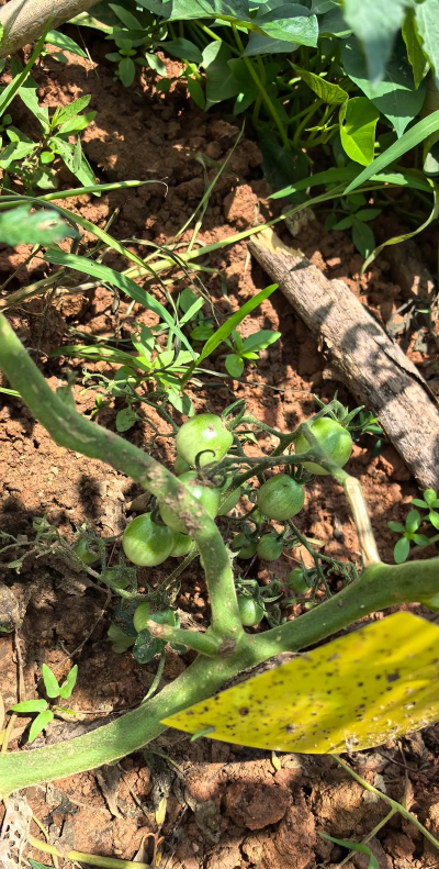 小众送妈妈的花有哪些花