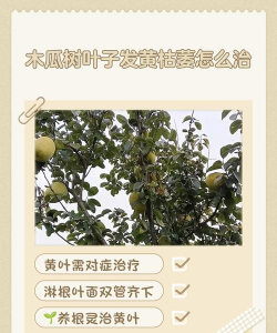 木瓜树黄叶怎么治
