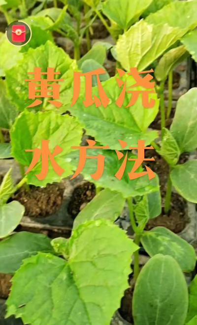 黄瓜浇水技巧