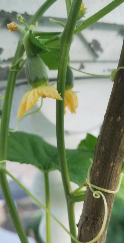 小众送妈妈的花有哪些花