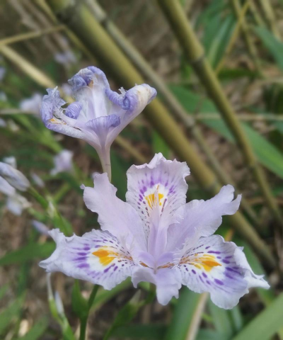 小众送妈妈的花有哪些花