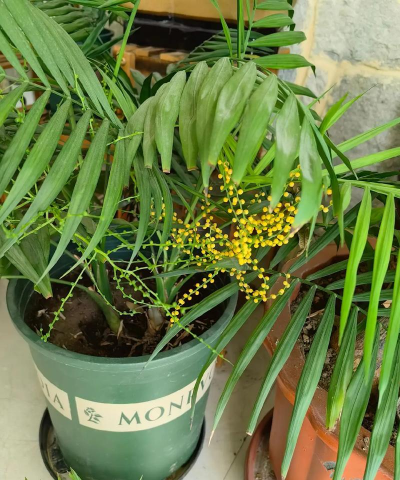 小众送妈妈的花有哪些花