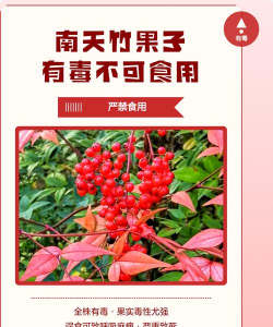 南天竹有毒吗