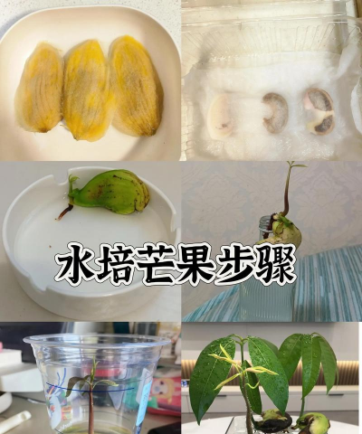 芒果水培方法