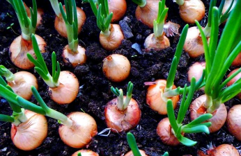 小众送妈妈的花有哪些花