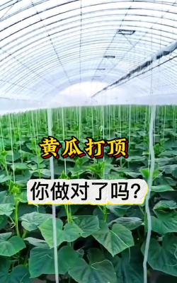 黄瓜打顶怎么管理