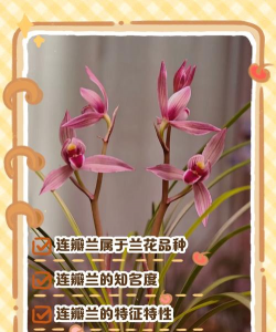 小众送妈妈的花有哪些花