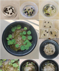 小众送妈妈的花有哪些花