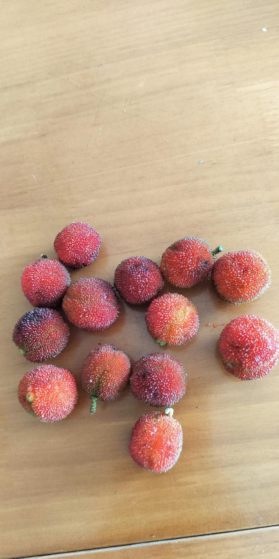 小众送妈妈的花有哪些花